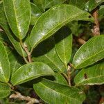 Brosimum guianense leaf picture by Nelson Zamora Villalobos (cc-by-nc)