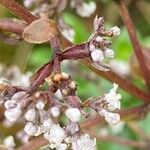 Valeriana microphylla flower picture by Fabien Anthelme (cc-by-sa)