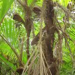 Bactris setosa habit picture by Renato Lima (cc-by-nc-sa)