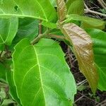 Ficus sur leaf picture by Gnagbo Anthelme (cc-by-sa)