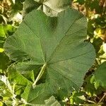 Malva multiflora leaf picture by García Marcos (cc-by-sa)