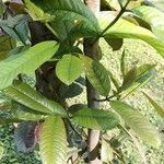 Syzygium tetragonum habit picture by Dieter Albrecht (cc-by-sa)