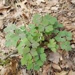 Aquilegia canadensis leaf picture by amanda (cc-by-sa)
