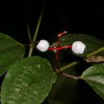 Miconia lateriflora fruit picture by Nelson Zamora Villalobos (cc-by-nc)