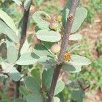 Grewia flava fruit picture by Jaco Breytenbach (cc-by-sa)