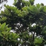 Laurus azorica habit picture by c v (cc-by-sa)