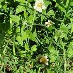 Tridax procumbens flower picture by K Carozzi (cc-by-sa)
