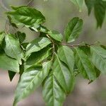 Casearia praecox leaf picture by Nelson Zamora Villalobos (cc-by-nc)
