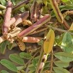 Indigofera arrecta fruit picture by susan brown (cc-by-sa)