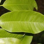 Aspidosperma megalocarpon leaf picture by Nelson Zamora Villalobos (cc-by-nc)