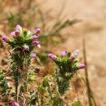 Carduus tenuiflorus habit picture by Aurélia et JChris Courte-Barbary (cc-by-sa)