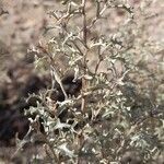 Atriplex crenatifolia leaf picture by Trap Hers (cc-by-sa)