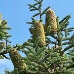 Abies procera fruit picture by Jensen Aron (cc-by-sa)
