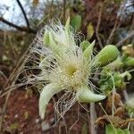 Careya arborea flower picture by Gauri Achari (cc-by-sa)