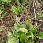 Plantago major habit picture by Giorgio Fornara (cc-by-sa)