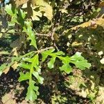 Quercus stellata leaf picture by Mars Bramz (cc-by-sa)