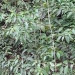 Chiococca alba habit picture by Trap Hers (cc-by-sa)