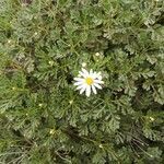 Argyranthemum hierrense leaf picture by Udo Herkommer (cc-by-sa)