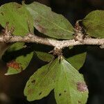 Xylosma horrida fruit picture by Nelson Zamora Villalobos (cc-by-nc)
