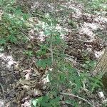 Ulmus alata habit picture by Aaron Harp (cc-by-sa)