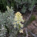 Toxicoscordion paniculatum flower picture by Ian (cc-by-sa)