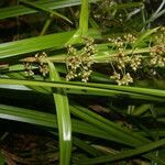 Becquerelia cymosa habit picture by Nelson Zamora Villalobos (cc-by-nc)