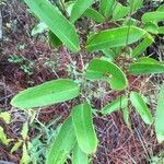 Smilax laurifolia leaf picture by Sammy Sammy (cc-by-sa)