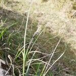Carex flacca habit picture by Juliane Casquet (cc-by-sa)