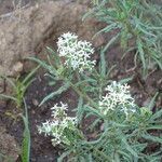 Heliotropium longiflorum habit picture by Maarten Vanhove (cc-by-sa)