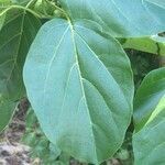 Cordia subcordata leaf picture by Hugo SANTACREU (cc-by-sa)