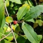 Elaeagnus umbellata fruit picture by Enoka (cc-by-sa)