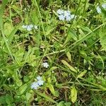 Myosotis scorpioides habit picture by Bořek Tuček (cc-by-sa)