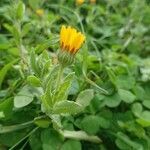 Calendula arvensis flower picture by Lisa Lau (cc-by-sa)