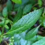 Scutellaria incana leaf picture by Eylisia (cc-by-sa)