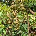 Terminalia arjuna fruit picture by SHRABANI MONDAL (cc-by-sa)