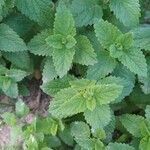 Melissa officinalis leaf picture by Gamiz Antonio Miguel (cc-by-sa)