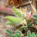 Astragalus sesameus fruit picture by Emanuele Santarelli (cc-by-sa)