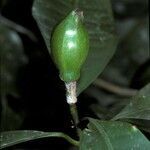 Tovomita umbellata fruit picture by Daniel Barthelemy (cc-by-nc)