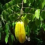 Averrhoa carambola fruit picture by pratiwir pratiwir (cc-by-sa)