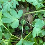 Corydalis solida leaf picture by Francois Mansour (cc-by-sa)
