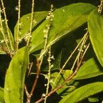 Alchorneopsis floribunda leaf picture by Nelson Zamora Villalobos (cc-by-nc)