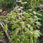 Impatiens noli-tangere habit picture by Cristian Zanella Cristian Zanella (cc-by-sa)