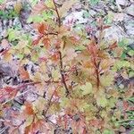 Physocarpus opulifolius leaf picture by Shoshanna Sho (cc-by-sa)