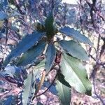 Cistus laurifolius leaf picture by Jorge Martinez (cc-by-sa)
