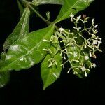 Psychotria orosiana leaf picture by Nelson Zamora Villalobos (cc-by-nc)