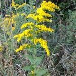 Solidago nemoralis leaf picture by Joe Daley (cc-by-sa)