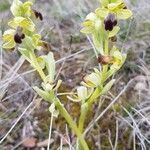 Ophrys fusca habit picture by Lejarazu Edorta (cc-by-sa)