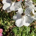 Anemone coronaria habit picture by Giode Tonpino (cc-by-sa)