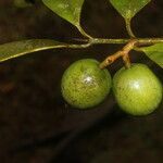 Calophyllum brasiliense fruit picture by Nelson Zamora Villalobos (cc-by-nc)