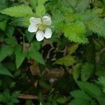 Rubus rosifolius flower picture by Alexandre Andrade (cc-by-sa)